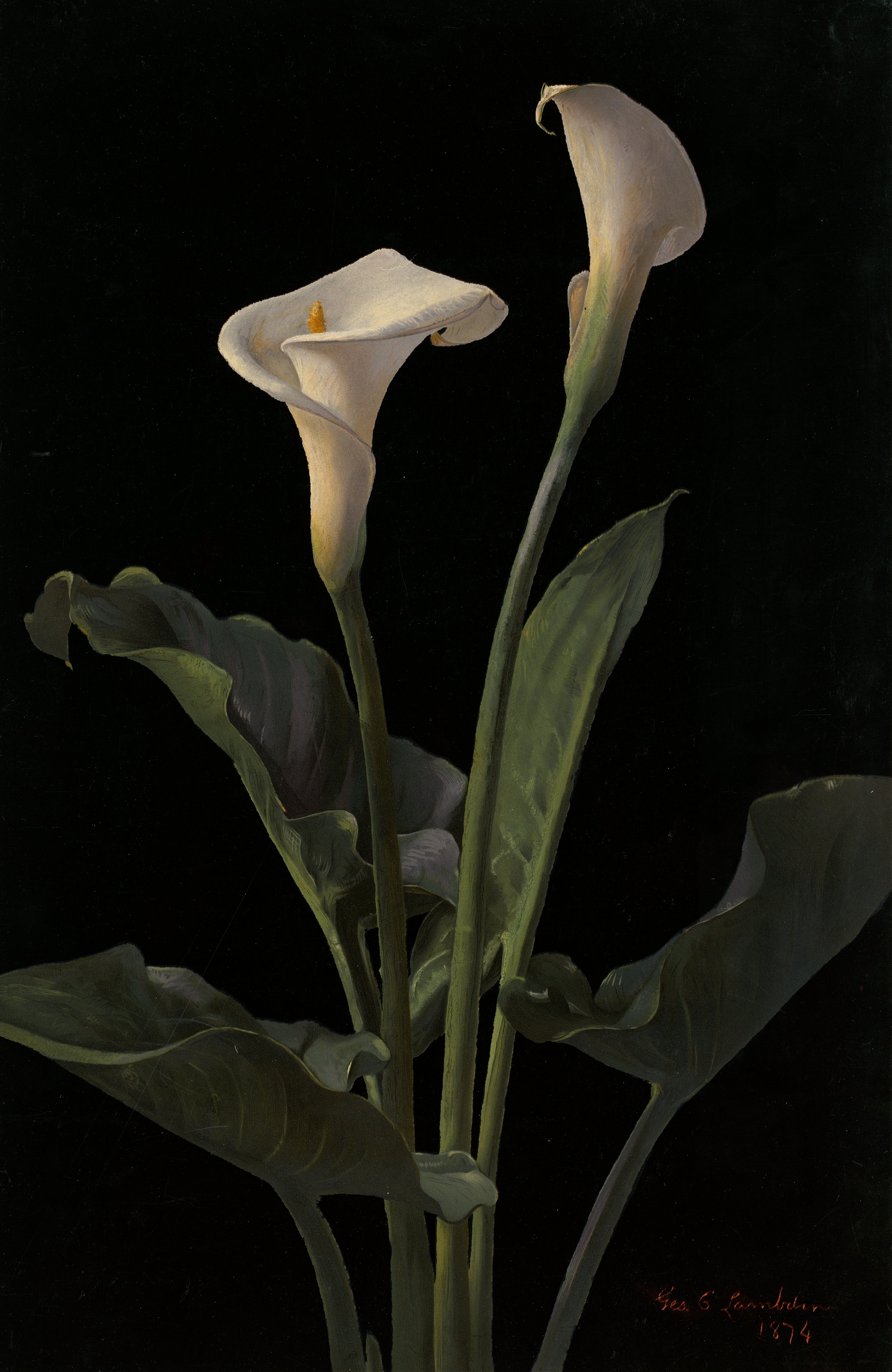 Still Life