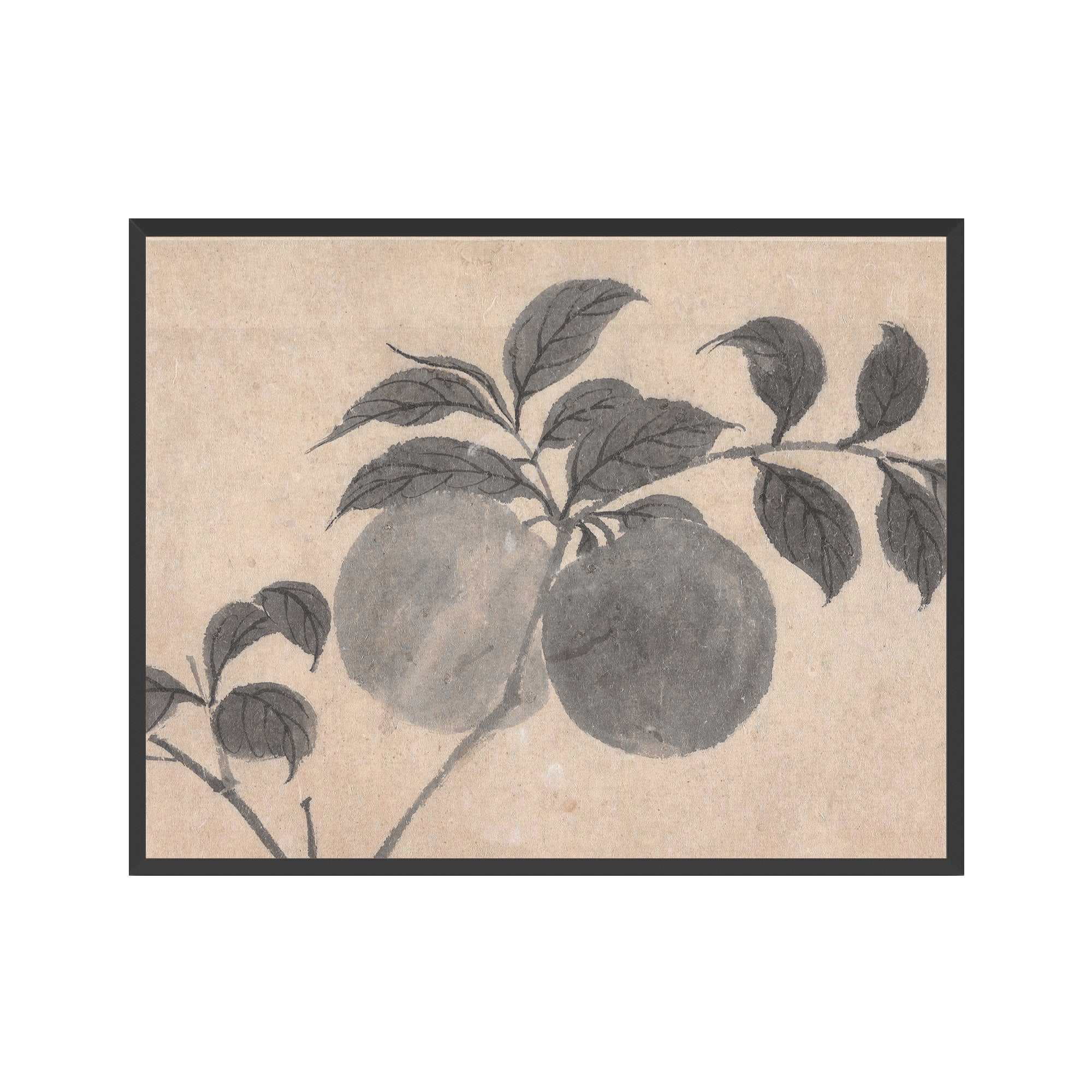 Fruit Branch Studies I