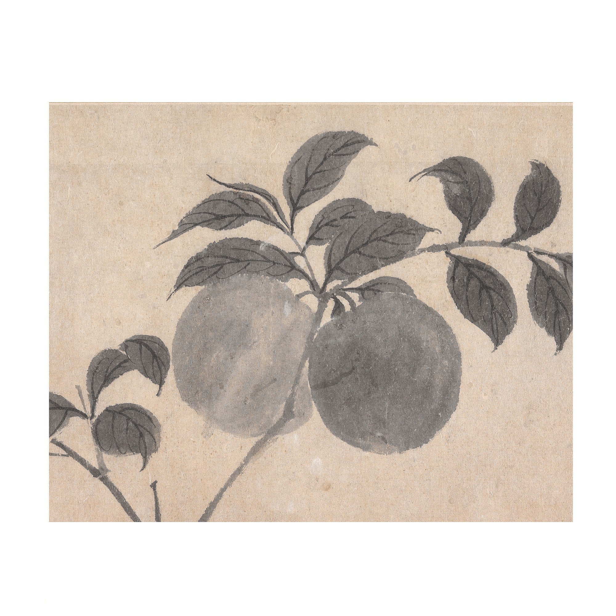 Fruit Branch Studies I