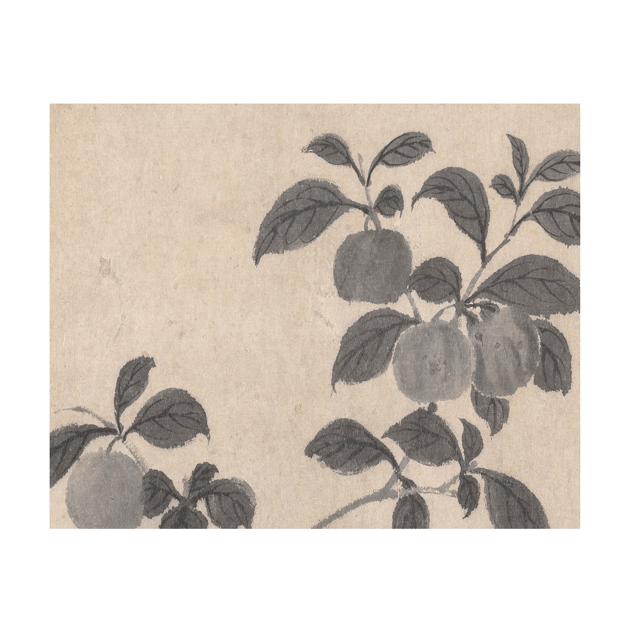 Fruit Branch Studies 2