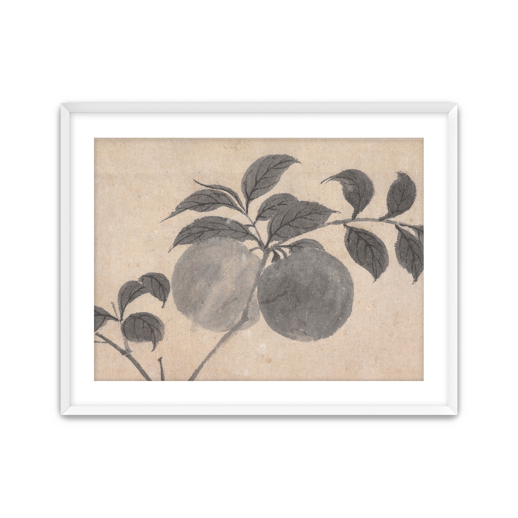 Fruit Branch Studies I