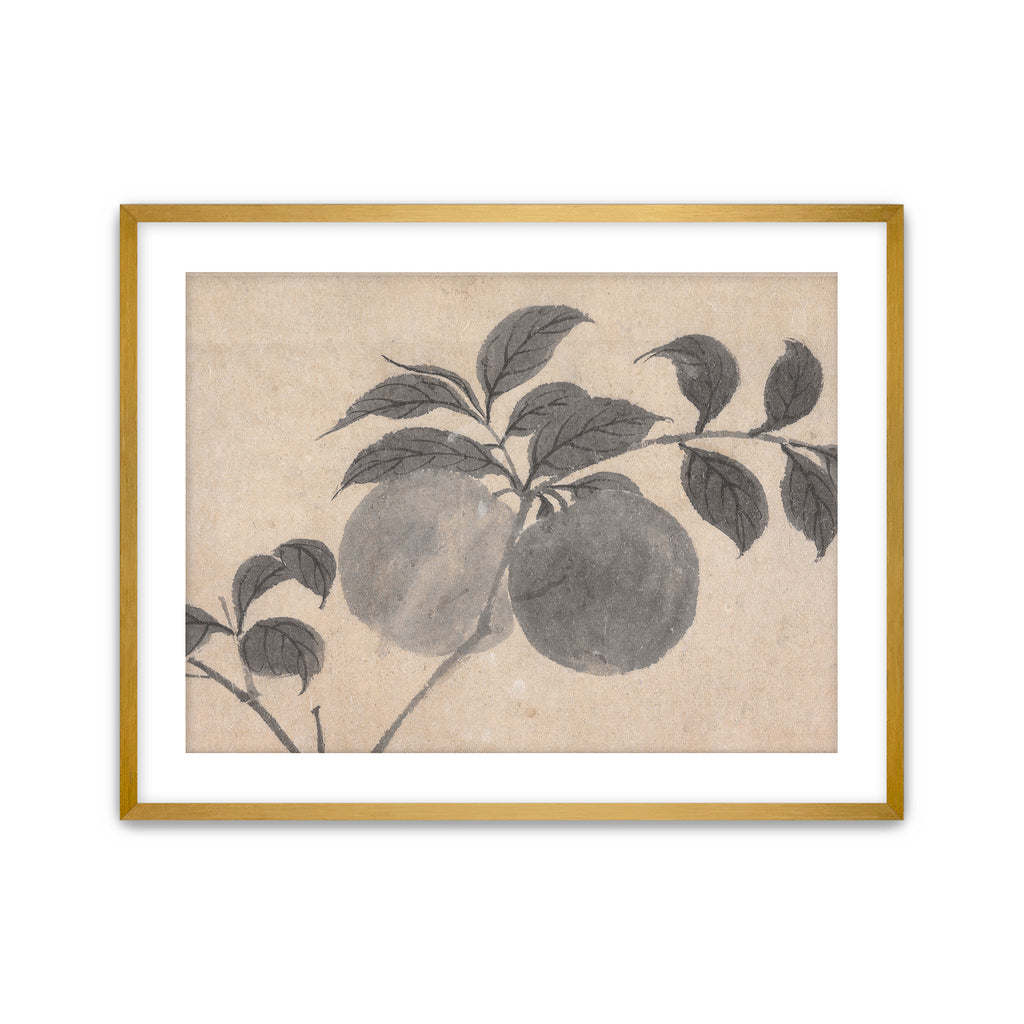 Fruit Branch Studies I