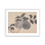 Fruit Branch Studies I