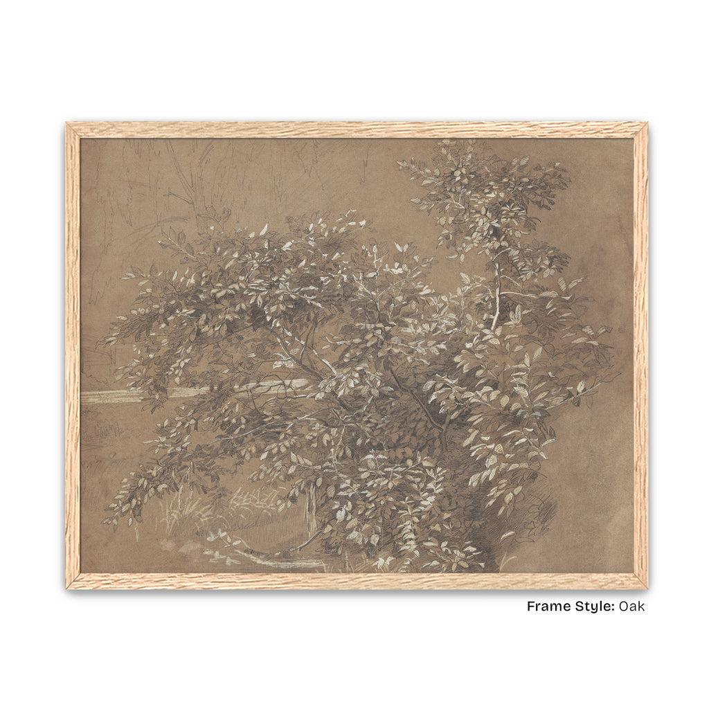 Oak