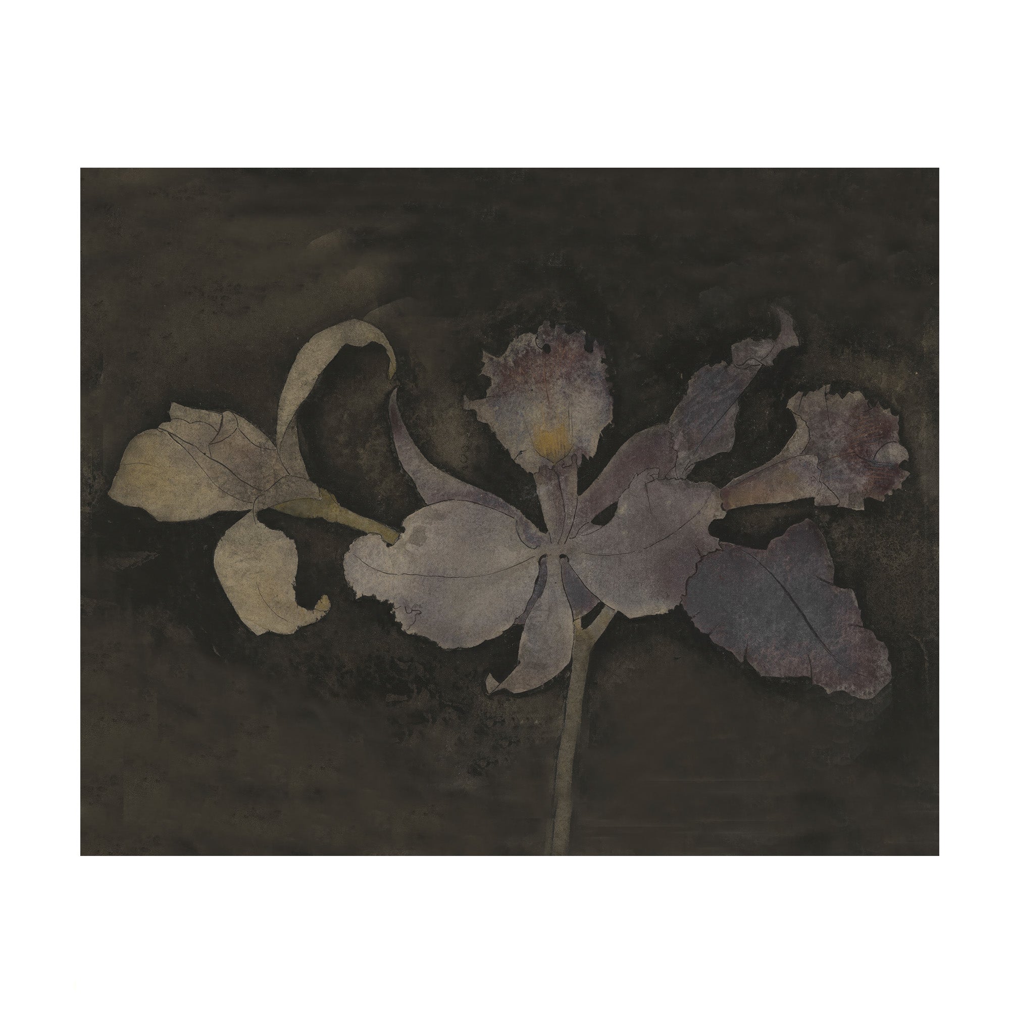 Pressed flower on a dark background