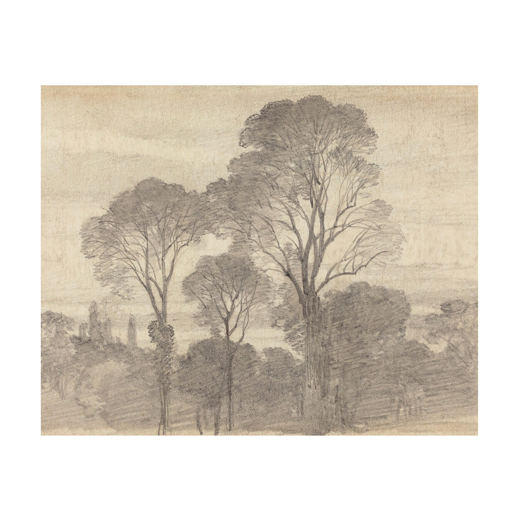 Tree Study 2 - Vintage Forest Drawing
