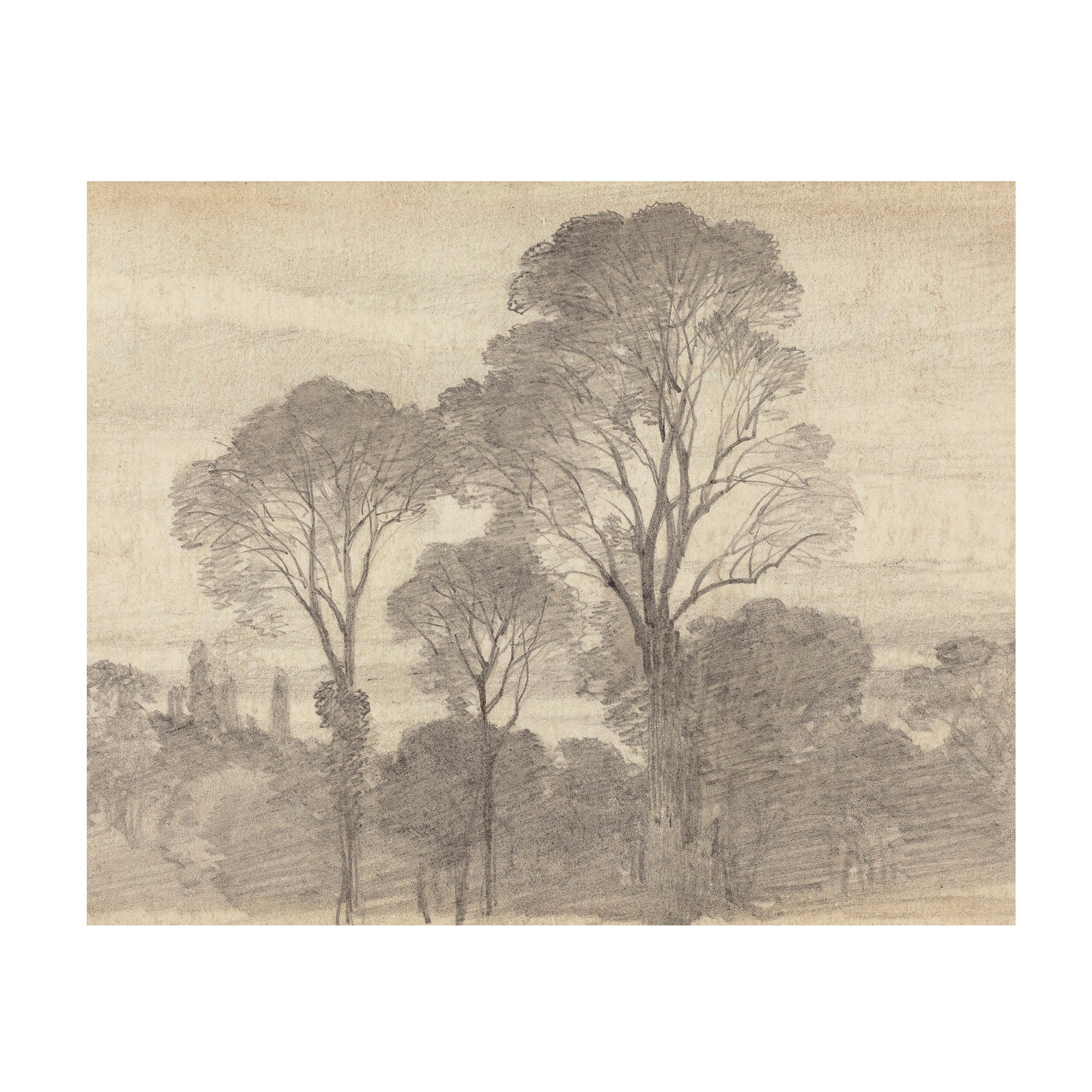 Tree Study 2 - Vintage Forest Drawing