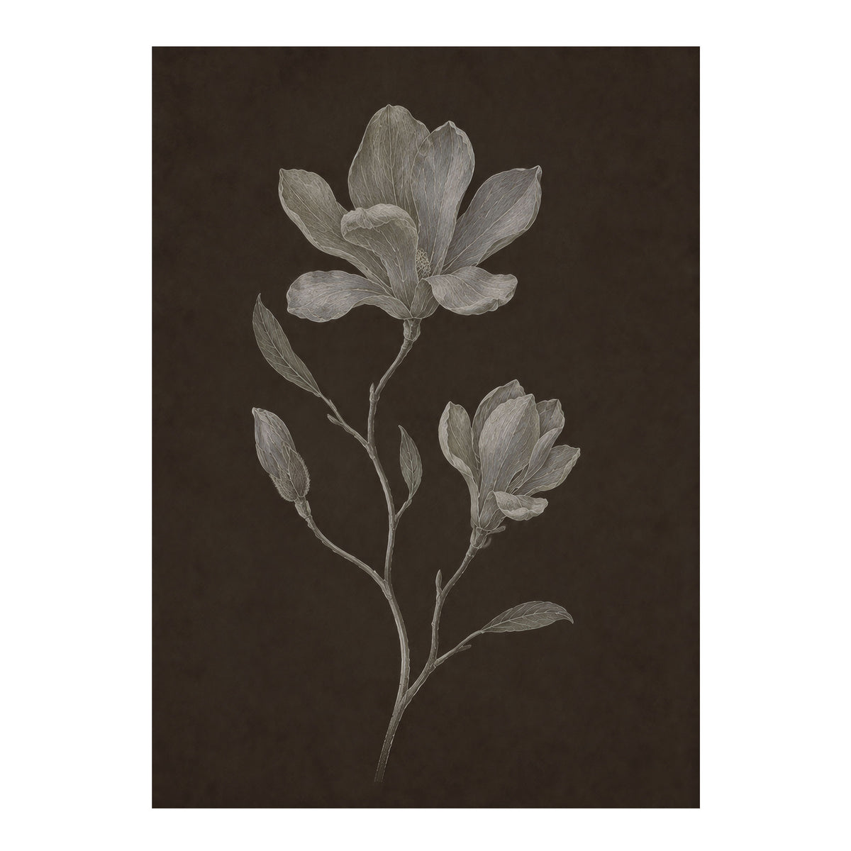 A botanical art print featuring a detailed grayscale sketch of magnolia flowers and leaves on a dark brown textured background, presented with white margins.