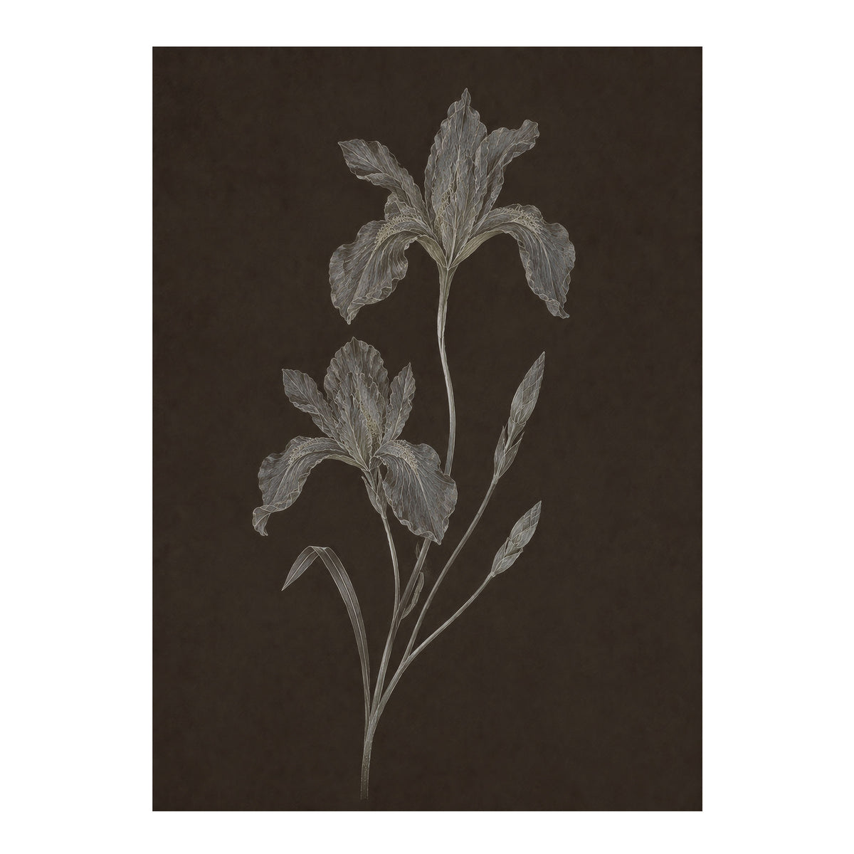 Nocturne Botanicals 2