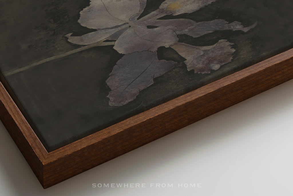 Velvet Orchid – A Moody Botanical Study