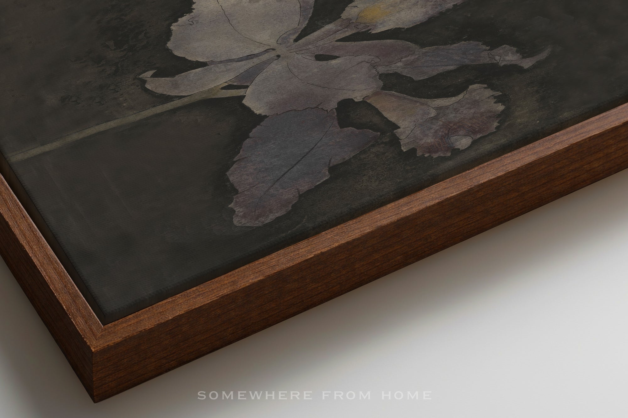 Velvet Orchid – A Moody Botanical Study