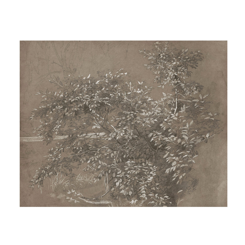 A sepia-toned botanical artwork depicting leafy tree branches and foliage on a textured brown background, shown centered within a white border.