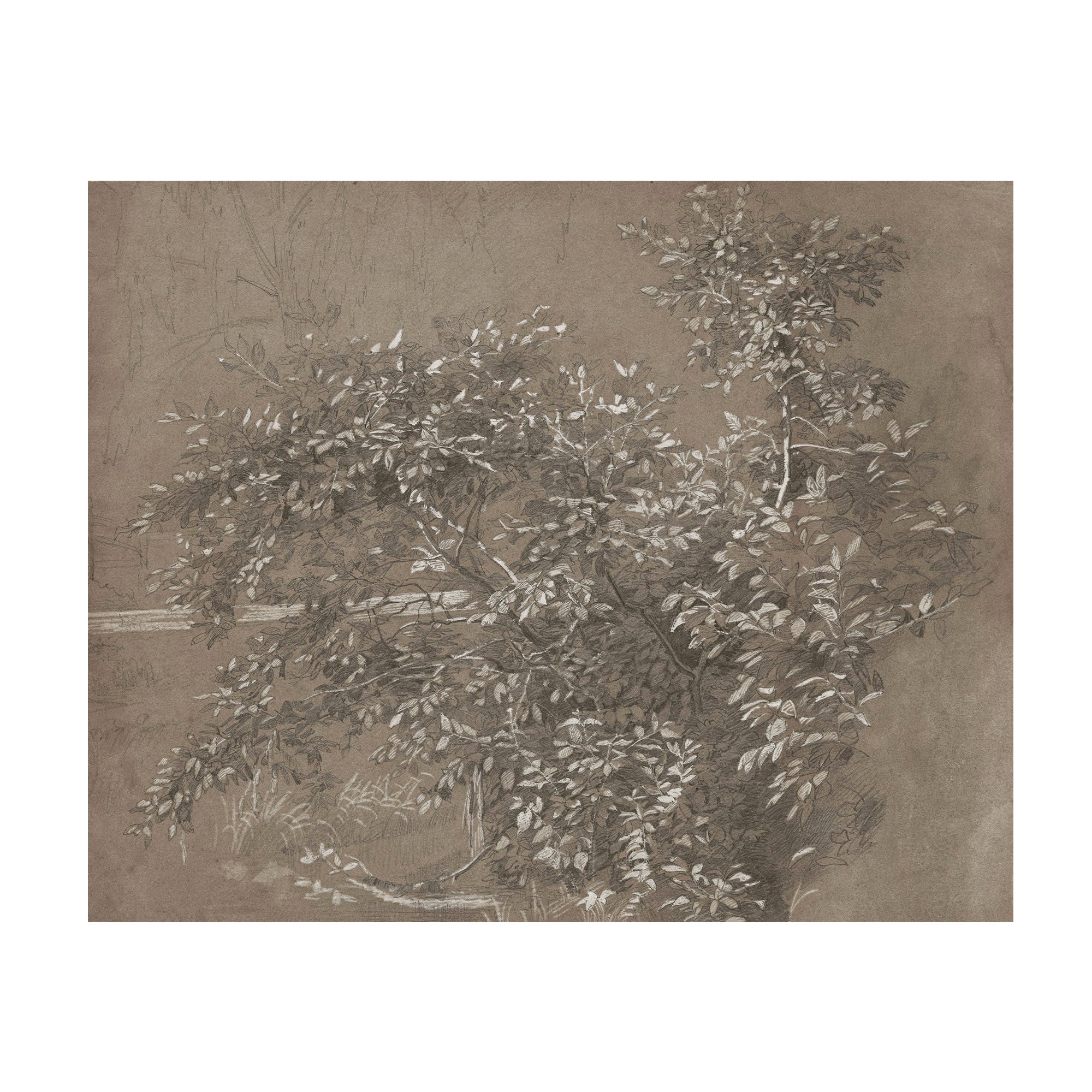 A sepia-toned botanical artwork depicting leafy tree branches and foliage on a textured brown background, shown centered within a white border.