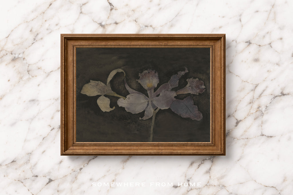 Velvet Orchid – A Moody Botanical Study
