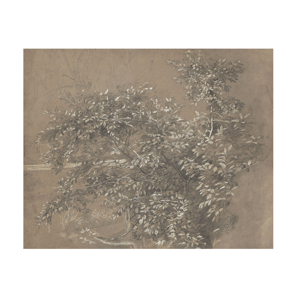 A monochrome botanical artwork showing leafy tree branches rendered in soft gray and sepia tones on a square canvas, centered against a white border.