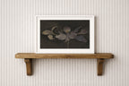 Velvet Orchid – A Moody Botanical Study