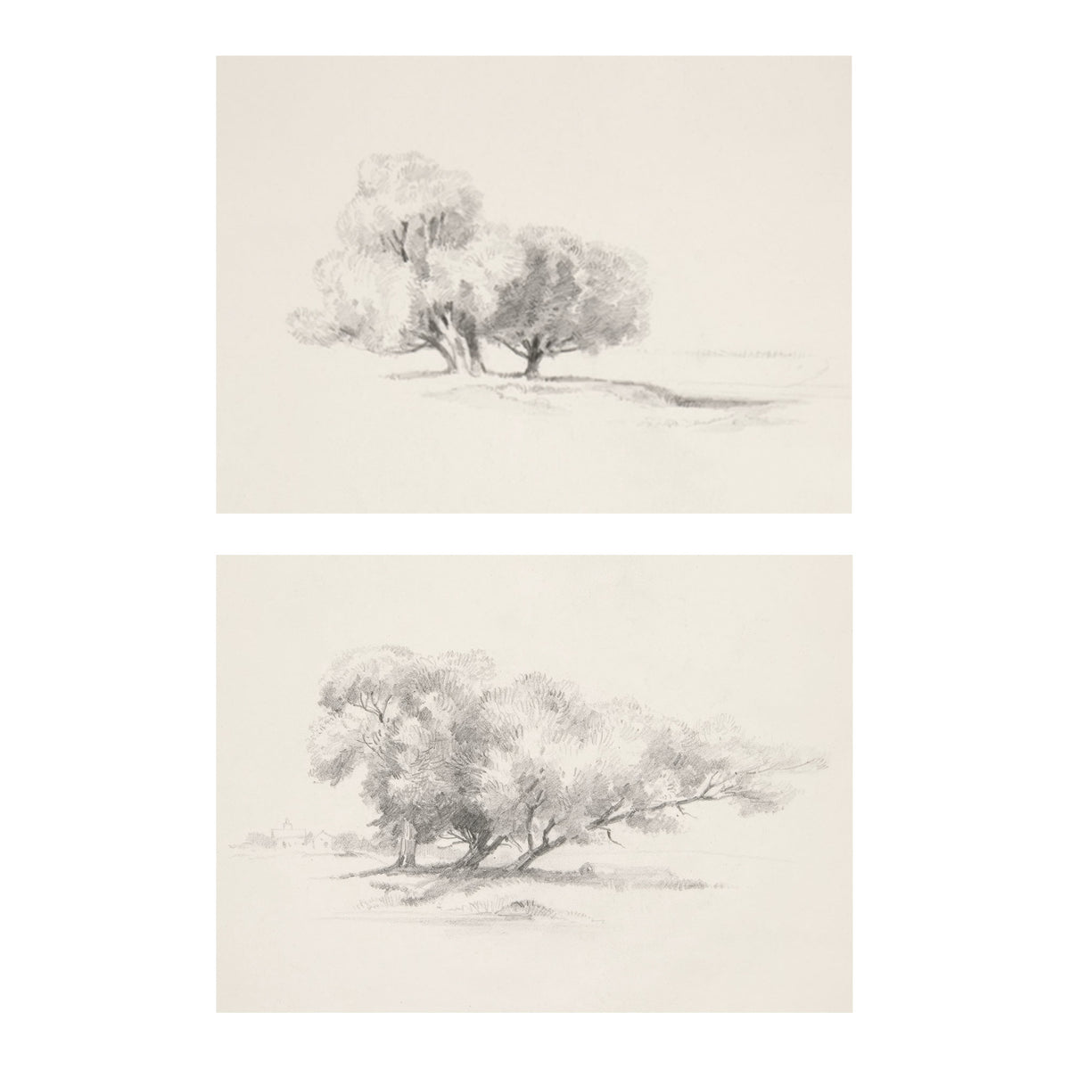 Two framed or mounted pencil-style tree sketches on a warm off-white background, shown vertically stacked with a white margin around them.